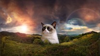 Glorious grumpy cat